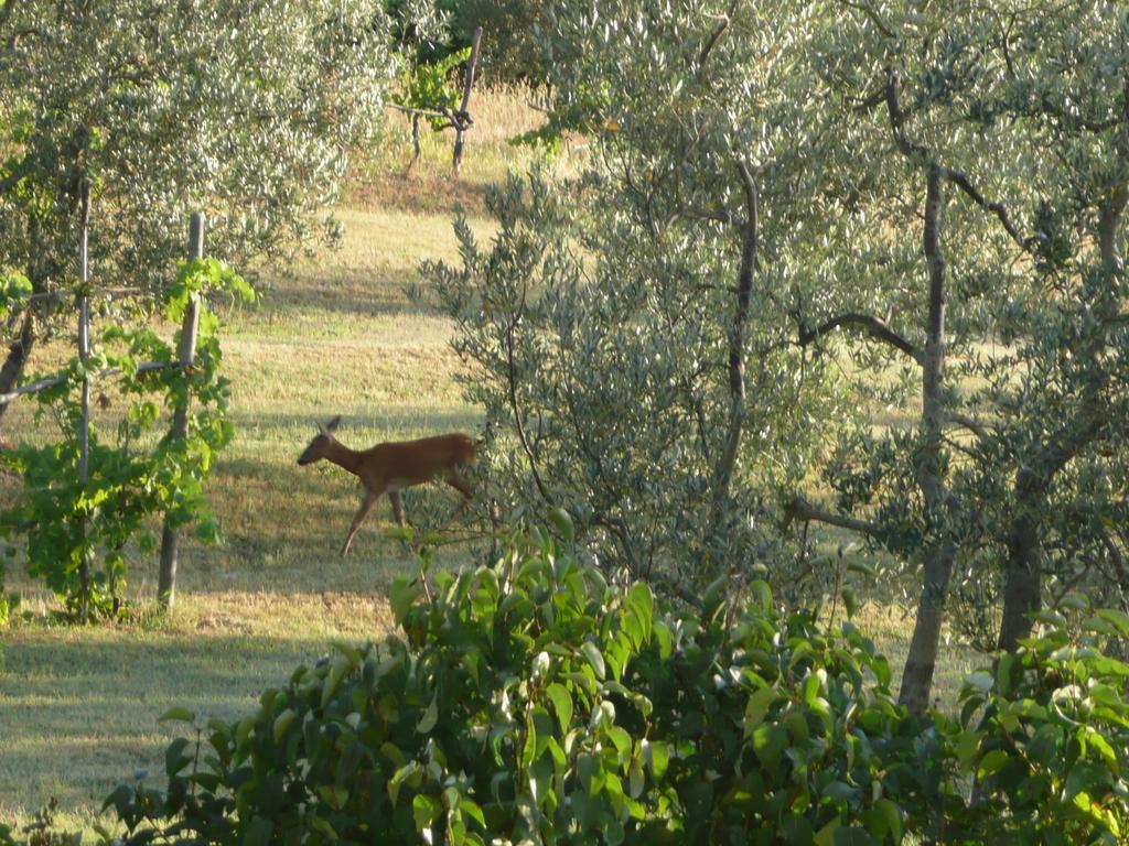 Casa Ercole Farm Greve in Chianti